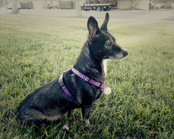 Dog on grassy field