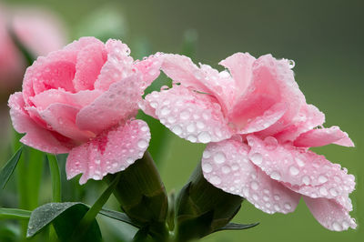 Close up of pink dianthus flowers covered in water droplets