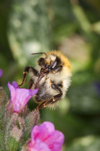 Close-up of bee pollinating on pink flower