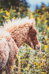 Side view of a horse on field