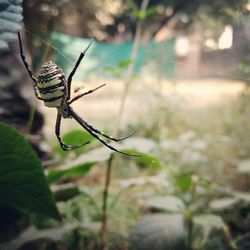 Close-up of insect on plant