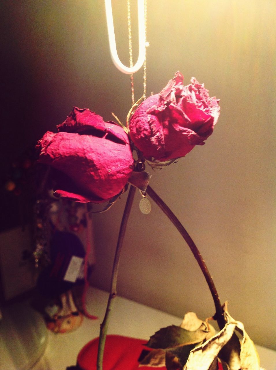 flower, indoors, pink color, petal, fragility, close-up, rose - flower, flower head, focus on foreground, no people, red, freshness, selective focus, day, high angle view, wall - building feature, home interior, hanging, purple