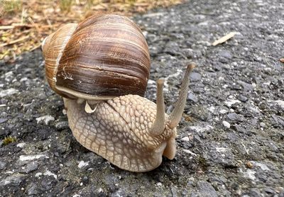 snails and slugs