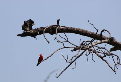 Low angle view of bird perching on tree against sky