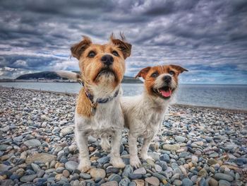 Portrait of dog on beach