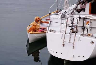 Dog on boat moored in lake