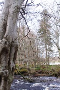 Bare trees in forest against sky