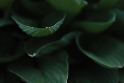 Close-up of green leaves