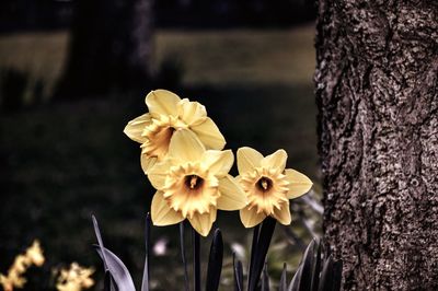 Close-up of flowers blooming outdoors