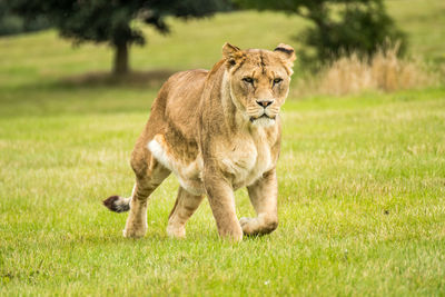 Lioness on grassy field