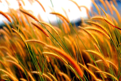 Close-up of crops growing on field