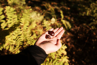 Cropped image of hand holding chestnuts over plants