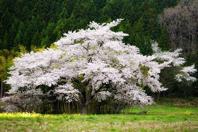 Flowers growing on tree