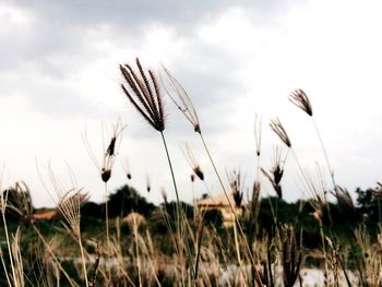 Close-up of plants on field against sky