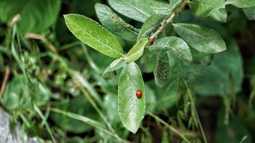 Close-up of ladybug on leaf