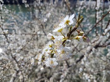 Close-up of white cherry blossom tree