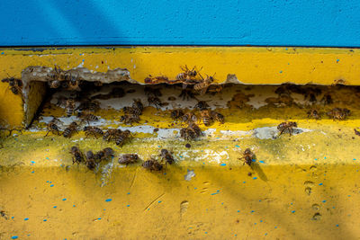 Entrance of plastic bee hive