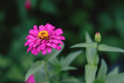 Close-up of flowering plant