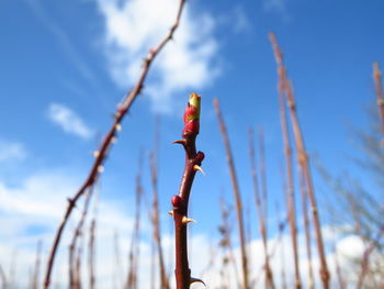 Close-up of plant against cloudy sky