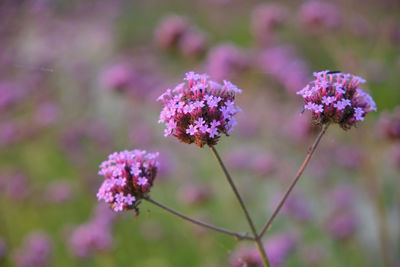 Close-up of purple flowering plant on field