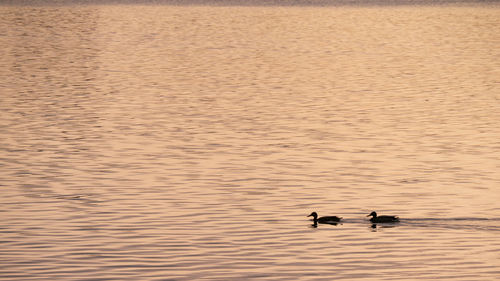 Birds in lake