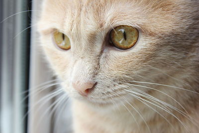 Muzzle of a red cat close-up in natural light from the window. cat eyes