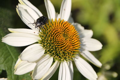 Close-up of insect on flower