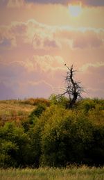 Scenic view of grassy field against sky