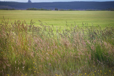 Scenic view of field