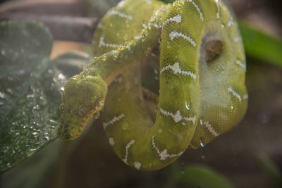 Close-up of green leaves floating on water