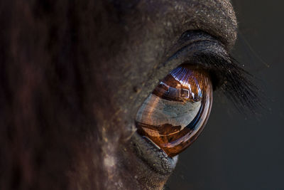 Close-up of reflection in horse eye