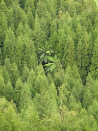 High angle view of trees on landscape