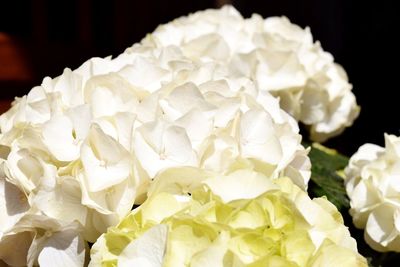 Close-up of white rose