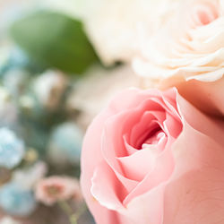 Close-up of pink rose flower