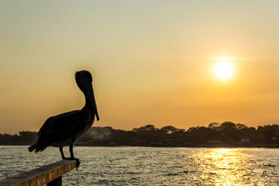 Silhouette birds on sea against sky during sunset