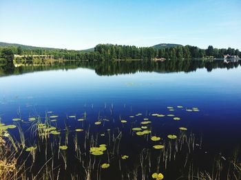 Reflection of trees in calm lake