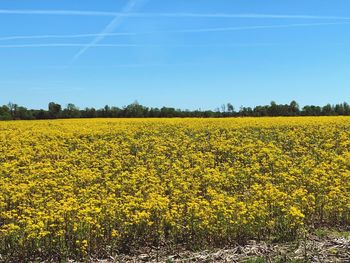 Scenic view of oilseed rape field against sky