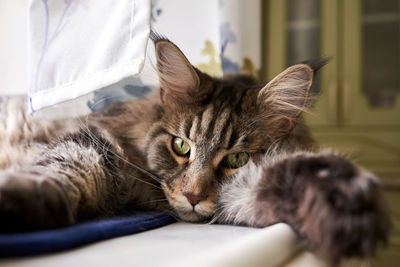 Close-up portrait of a cat relaxing at home