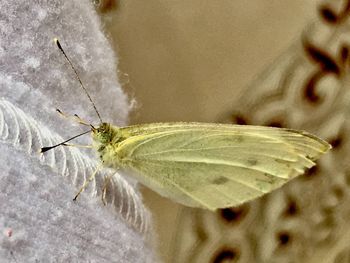 Close-up of butterfly on flower