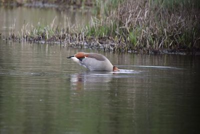 Duck swimming in lake