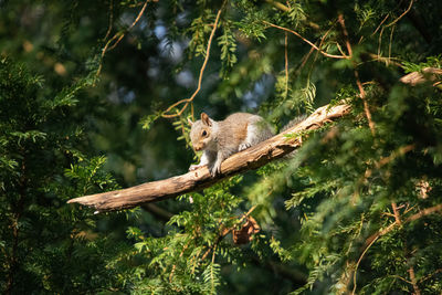 Baby squirrel on a tree