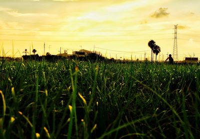 Crops on field against sky during sunset