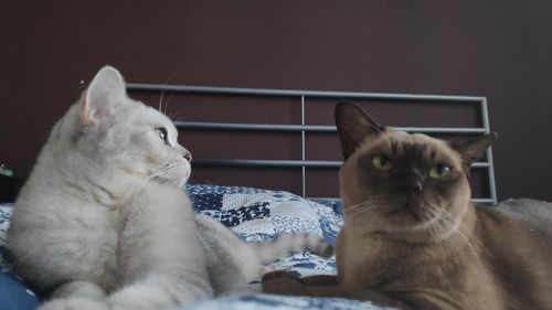 Cat looking away
