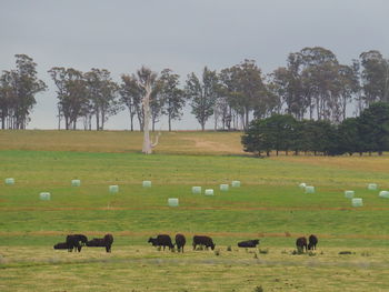 Cows grazing on field against sky