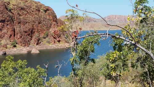 Plants and trees against clear blue sky