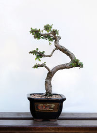 Close-up of small potted plant on table