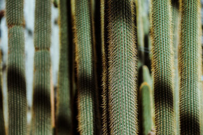 Full frame shot of cactus growing on sunny day