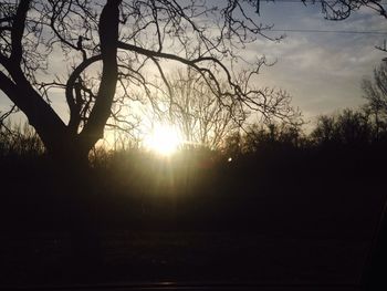 Silhouette of trees at sunset