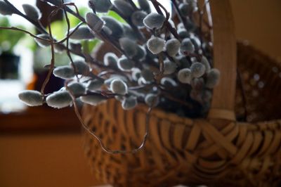 Close up of decoration