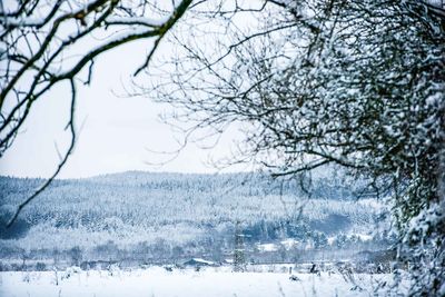 Close-up of frozen bare tree during winter